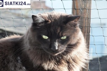 Siatki Żyrardów - Zabezpieczenie balkonu siatką - Kocia siatka - bezpieczny kot dla terenów Żyrardowa